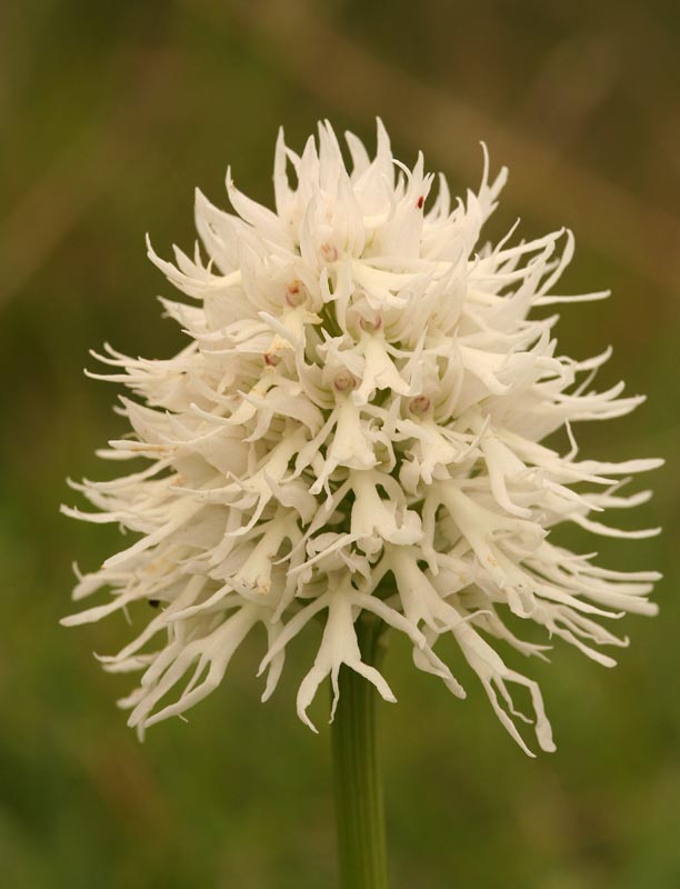 Girovagando per Pizzo cane: Orchis italica albina